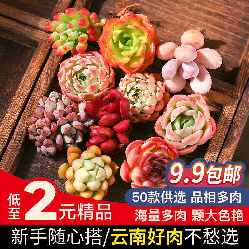 多肉植物组合盆栽套餐多肉盆栽花卉含花盆云南精养肉肉桃蛋植物