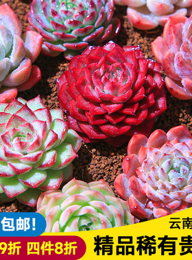 精控贵货多肉植物组合小盆栽群生多头高端精品桃蛋麦秆云南发货