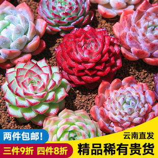 精控贵货多肉植物组合小盆栽群生多头高端精品桃蛋麦秆云南发货