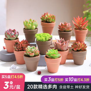 多肉星球单颗多肉植物室内阳台庭院花卉绿植肉肉盆栽带盆种好发货