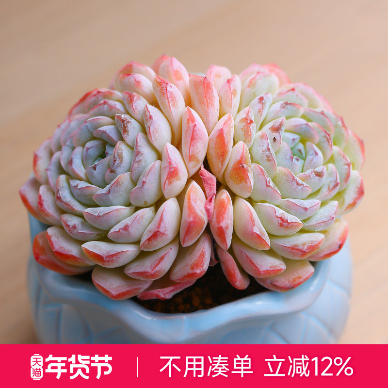 雪颜冰魄双头多肉植物盆栽高颜值好养易成活新手办公室阳台,鲜花速递/花卉仿真/绿植园艺,多肉植物,淘宝优惠券,粉丝福利购,淘宝优惠卷