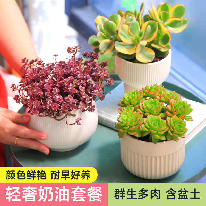 多肉植物组合盆栽奶油风INS带盆套餐大颗好养礼物桌面创意盆景