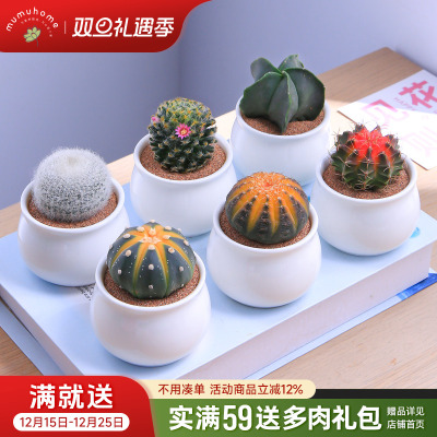 仙人球多肉植物组合盆栽