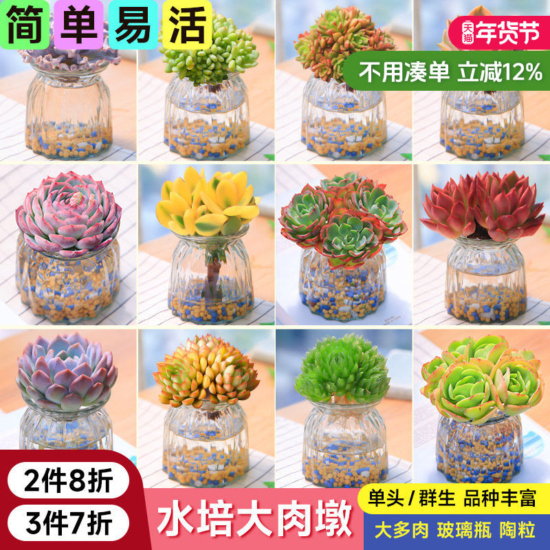 大尺寸水培多肉植物套餐好养耐活办公室多肉盆栽无土懒人植物绿植,鲜花速递/花卉仿真/绿植园艺,多肉植物,淘宝优惠券,粉丝福利购,淘宝优惠卷