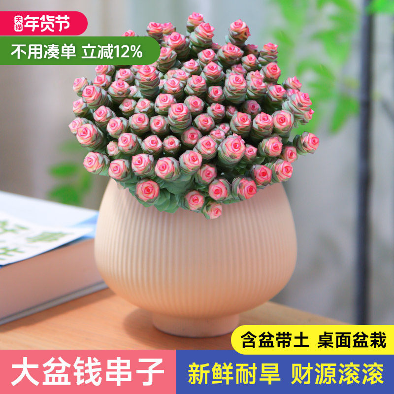 钱串锦多肉小盆栽室内桌面上绿植创意花卉钱多多好养易活四季耐旱