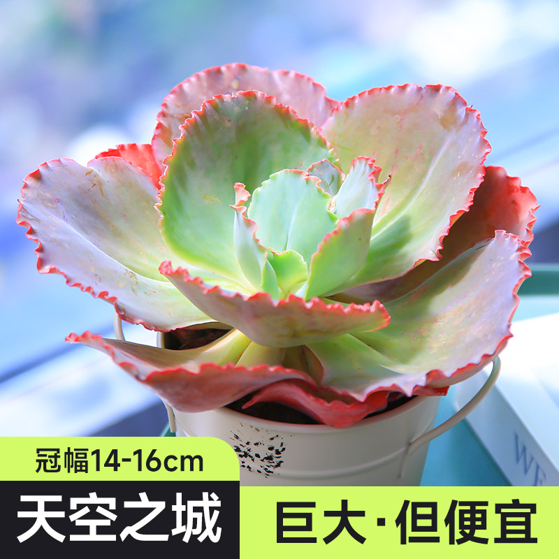 天空之城多肉植物高颜值懒人植物