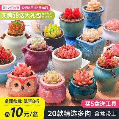 多肉植物花盆套装组合盆栽绿植花卉室内多肉开学小盆栽包邮幼儿园