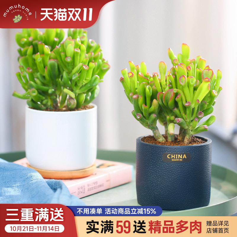 吸财树老桩多肉植物盆栽室内筒叶花月花卉盆栽含花盆种好发货包邮