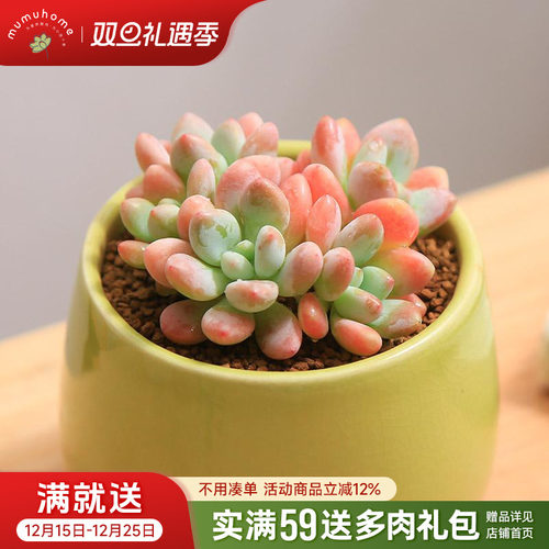 MUMUHOME多肉植物仙人球室内专用