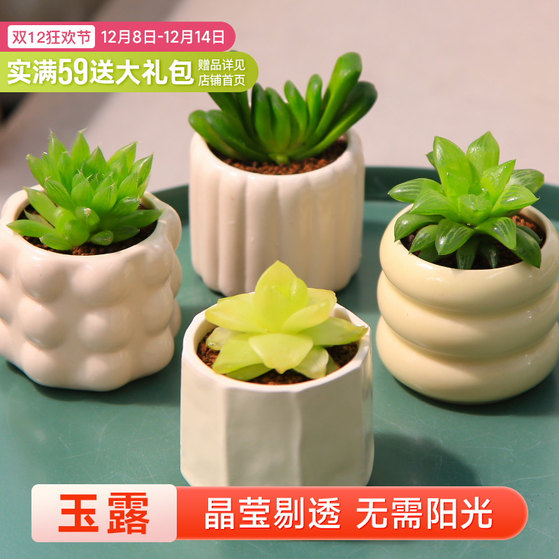mumuhome玉露系列多肉植物盆栽