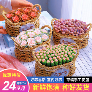 多肉桌面花篮组合植物高颜值送礼物鲜花种好带篮摆件新手云南直发