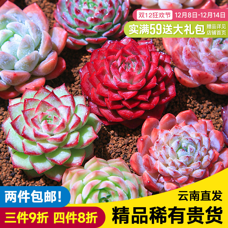 MUMUHOME多肉植物组合小盆栽