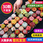 多肉植物室内带盆组合小盆栽带桩大颗好养活多品种花卉绿植营养土