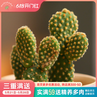 黄毛掌多肉植物室内阳台桌面花卉云南绿植可爱盆栽仙人掌不含花盆