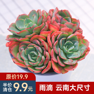 雨滴多头大颗多肉植物阳台花卉