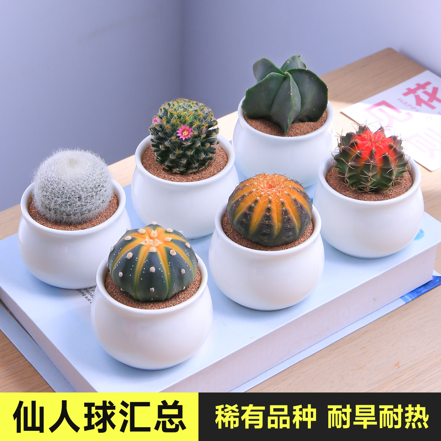 仙人球多肉植物组合盆栽