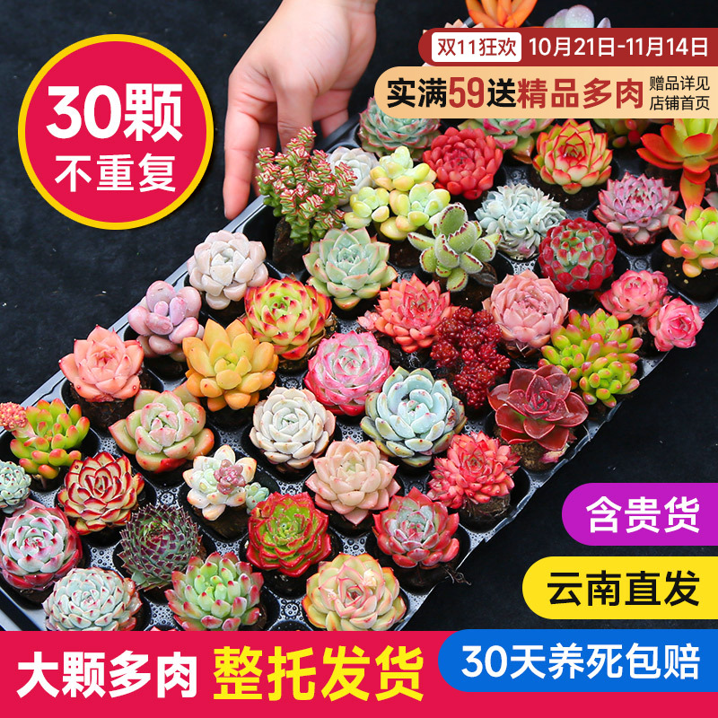 多肉植物室内带盆组合小盆栽带桩大颗好养活多品种花卉绿植营养土