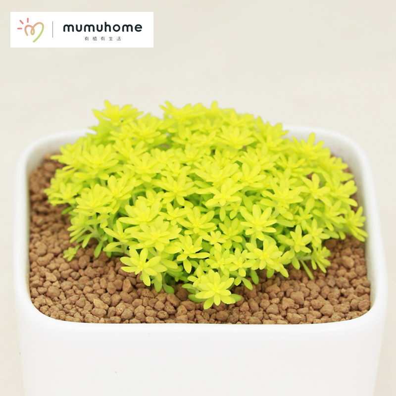 MuMuHome»Æ½ðÍòÄê²Ý¶àÈâÖ²Îï×éºÏÊÒÄÚÂÌÖ²»¨»Ü±¡Ñ©ÍòÄê²ÝСÅèÔÔ
