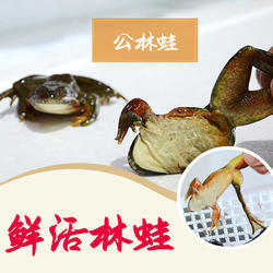 2026吉林长白山母活林蛙哈什蚂油母活体公狗子母豹子蛤蟆二斤包邮