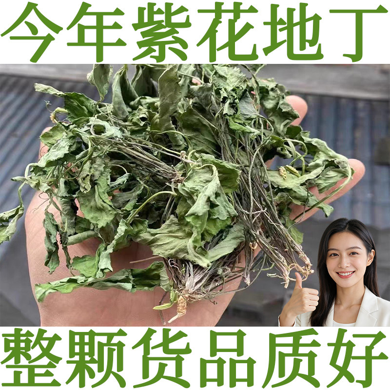徐草堂紫花地丁中药材犁头草苦地丁草华兜草整颗带根今年新货