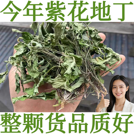 徐草堂紫花地丁中药材犁头草苦地丁草华兜草整颗带根今年新货