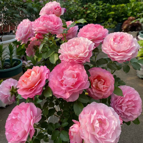 大花微月季海神王阳台扦插月季花浓香丰花粉色小苗