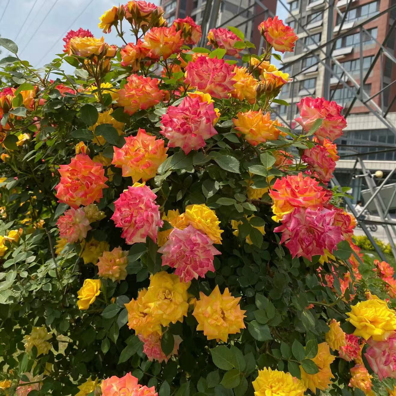 藤彩虹 大型藤本月季扦插花苗庭院爬藤植物多季蔷薇开花