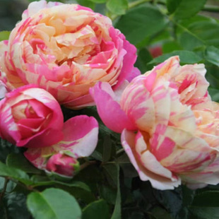 包子花型 马奈 欧月花苗 开花 好养绿植适合新手可藤可灌 浓香多季