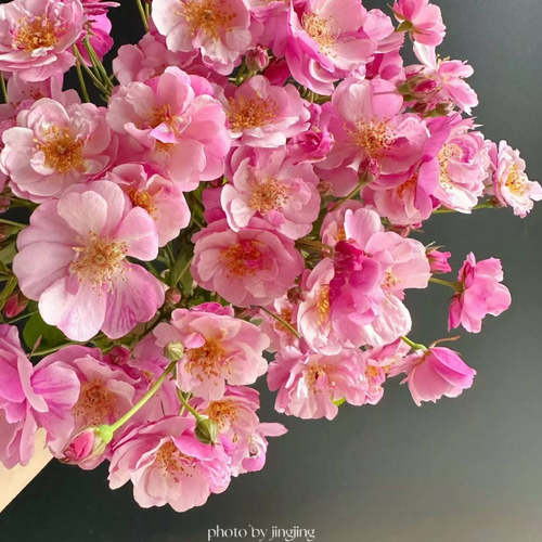 海蒂的花园玫迪兰等耐热丰花月季