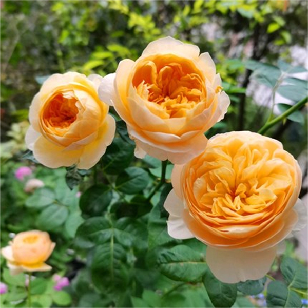 朱丽叶 扦插花苗 淡香直立 经典花型 切花 朱奥斯汀月季花苗 盆栽