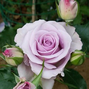 花苗盆栽四季 切花紫色玫瑰海洋之歌灌木月季 开花阳台庭院耐寒花卉