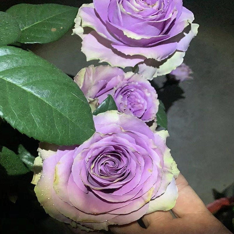 特洛伊/42号公路月季玫瑰花小苗复古紫色阳台盆栽花园花卉绿植物