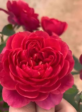 【绝色果汁】红色变异果汁阳台花型勤花浓香花卉庭院阳台