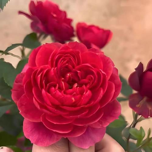 味景【绝色果汁】红色变