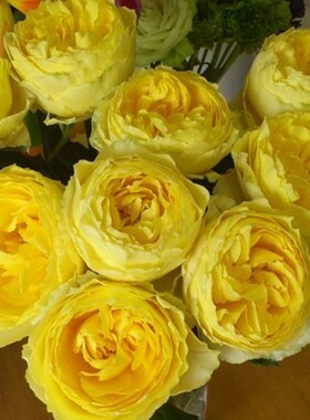 大花黄色灌木阳光笑容月季扦插花苗勤花耐开阳台庭院盆栽玫瑰多季