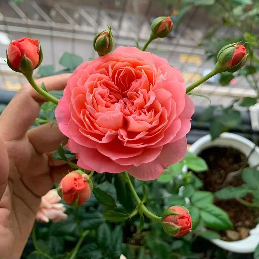 血橙果汁月季新款美观月季丰花多头扦插苗带土对版阳台花卉