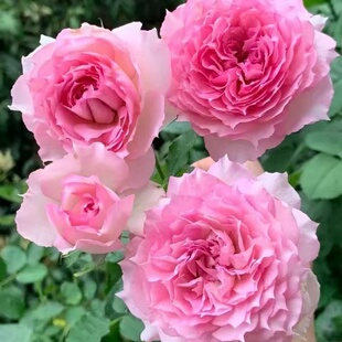 粉天方夜谭月季灌木浓香月季勤花可盆栽花卉月季花小苗花卉盆栽