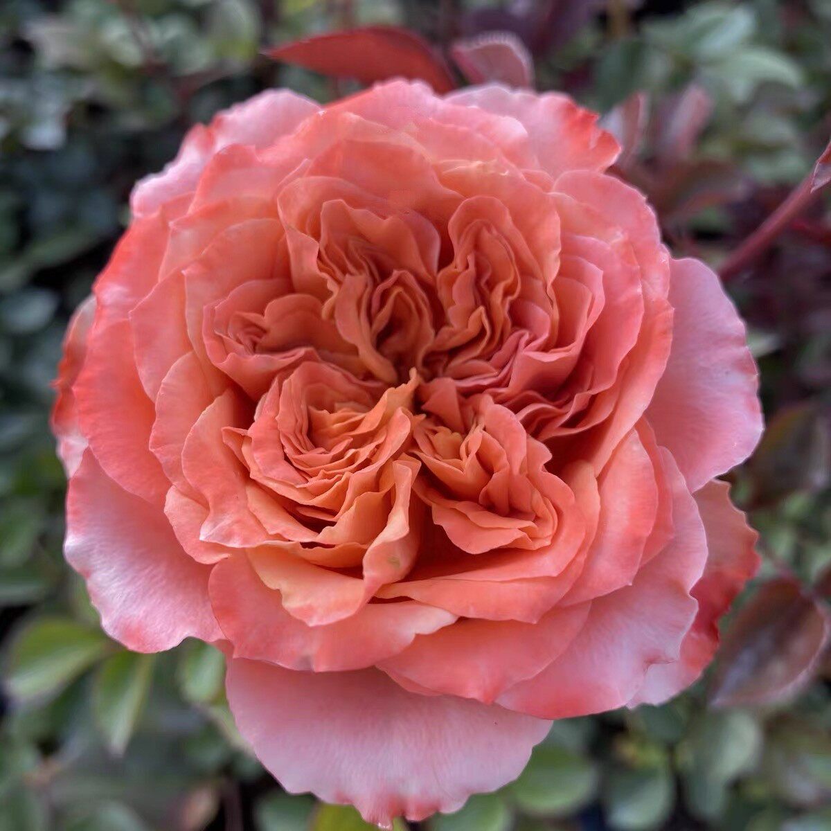 切花玫瑰方可桃季高脚杯盆栽月季花卉庭院室内阳台多季开花苗花卉