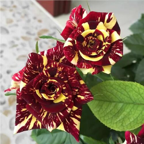 流星雨月季花苗 切花玫瑰 变异品种 可开多种花色 阳台花卉盆栽
