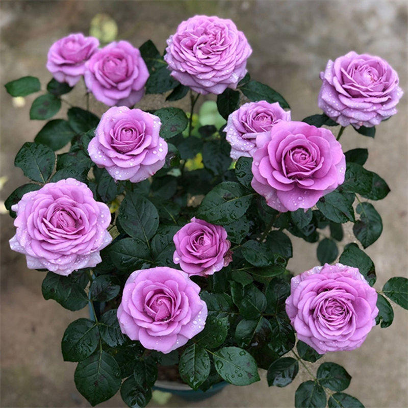 水星王阳台月季盆栽花苗阳台庭院多花大花微月多季开花玫瑰花苗,鲜花速递/花卉仿真/绿植园艺,月季/蔷薇/玫瑰,淘宝优惠券,粉丝福利购,淘宝优惠卷