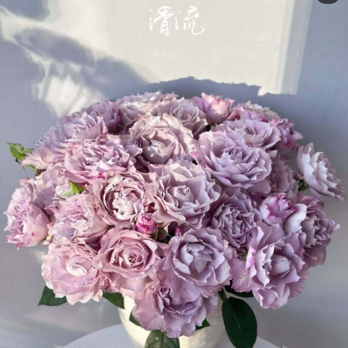 清流月季花大苗盆栽灌木浅紫色多季开庭院露台花园植物花卉抗病强 - 实物图