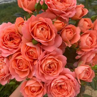 杏色果汁多头玫瑰花苗杏色果汁阳台