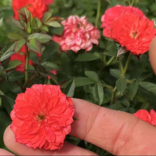 新品【摩尔】微月季玫瑰花苗多季开阳台盆栽庭院多季开花卉