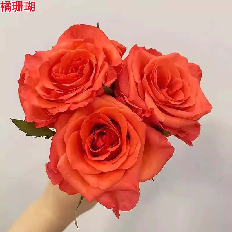 味景超新品橘珊瑚月季灌