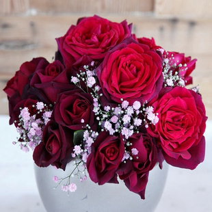 暗夜芬芳/狄安娜公爵夫人   月季 德国科尔德斯月季 灌木 强香