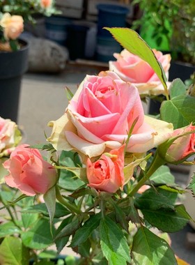 新星月季扦插花苗多季勤花阳台盆栽丰花多分枝微月粉绿色庭院切花