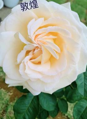 敦煌月季 木村卓功 灌木大花浓香 奶油黄色 直立 勤花 抗病 多季