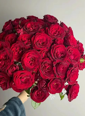 红丝绒小苗 重瓣大花抗病月季 红色耐晒花期长阳台庭院玫瑰花苗
