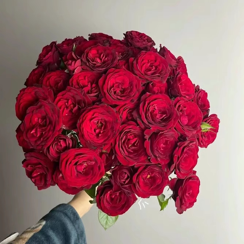 红丝绒小苗重瓣大花抗病