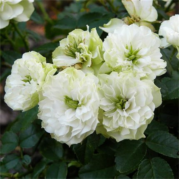 灌木月季扦插花苗绿冰花卉盆栽苗阳台易活好养